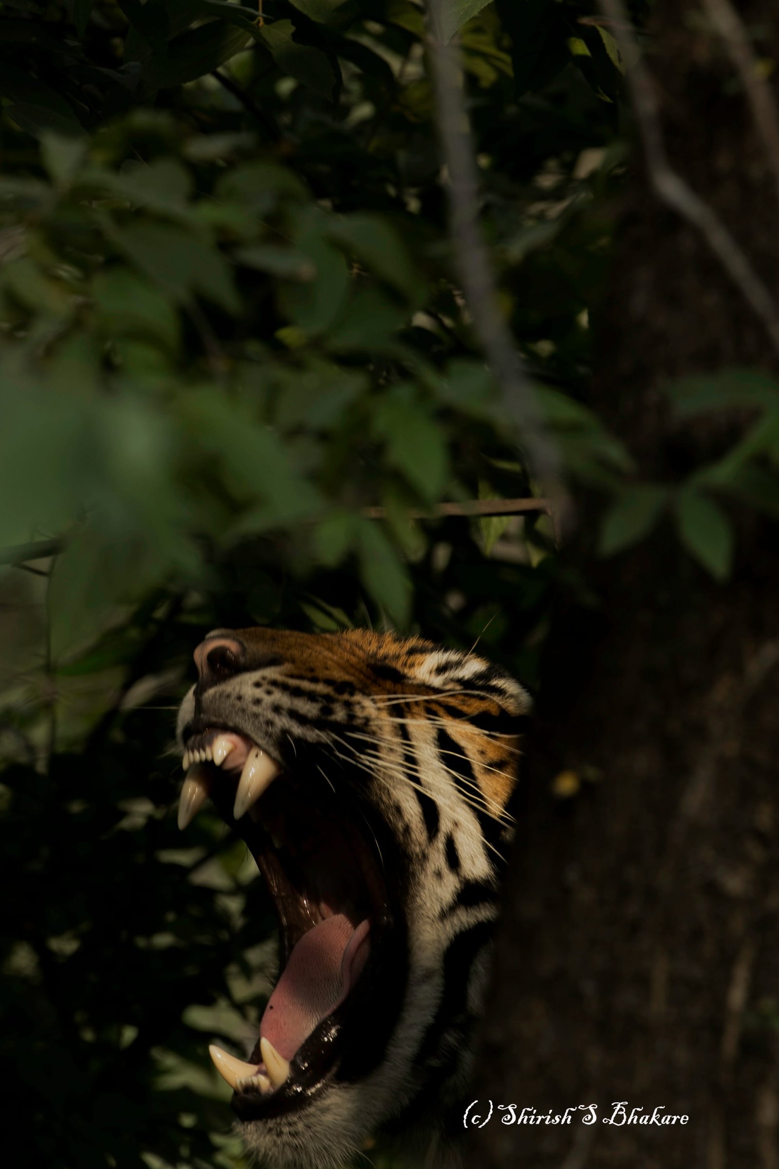 yawning-tiger