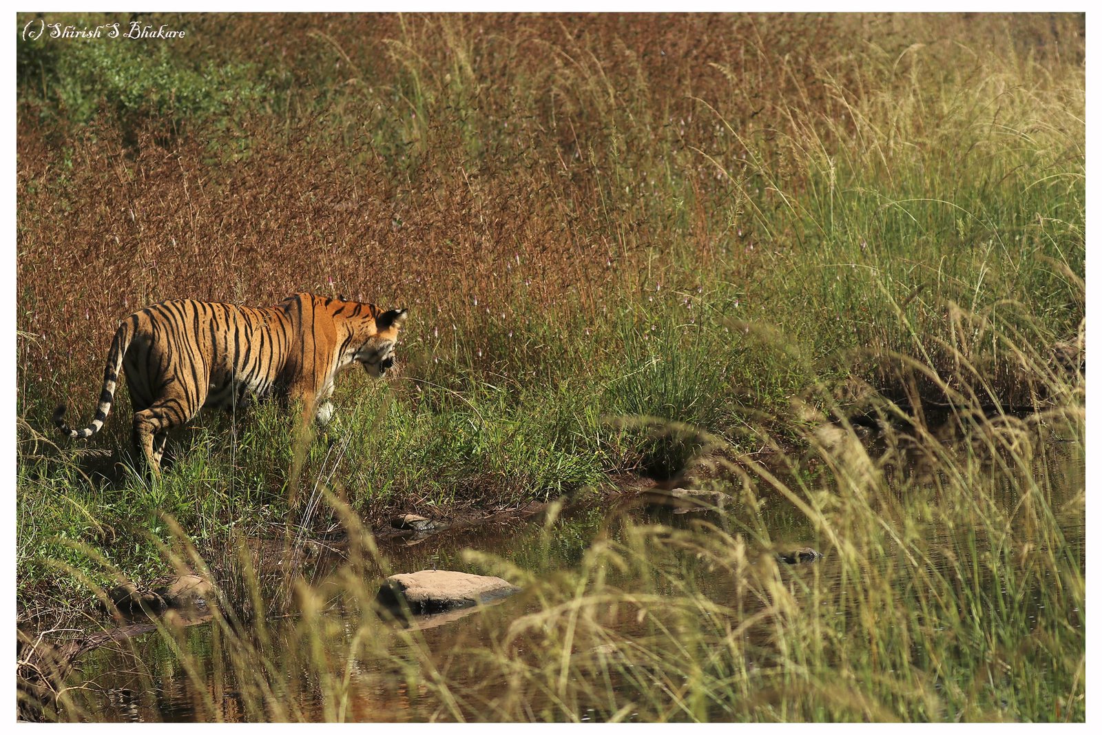 Photographs - Untamed Lats & Lens