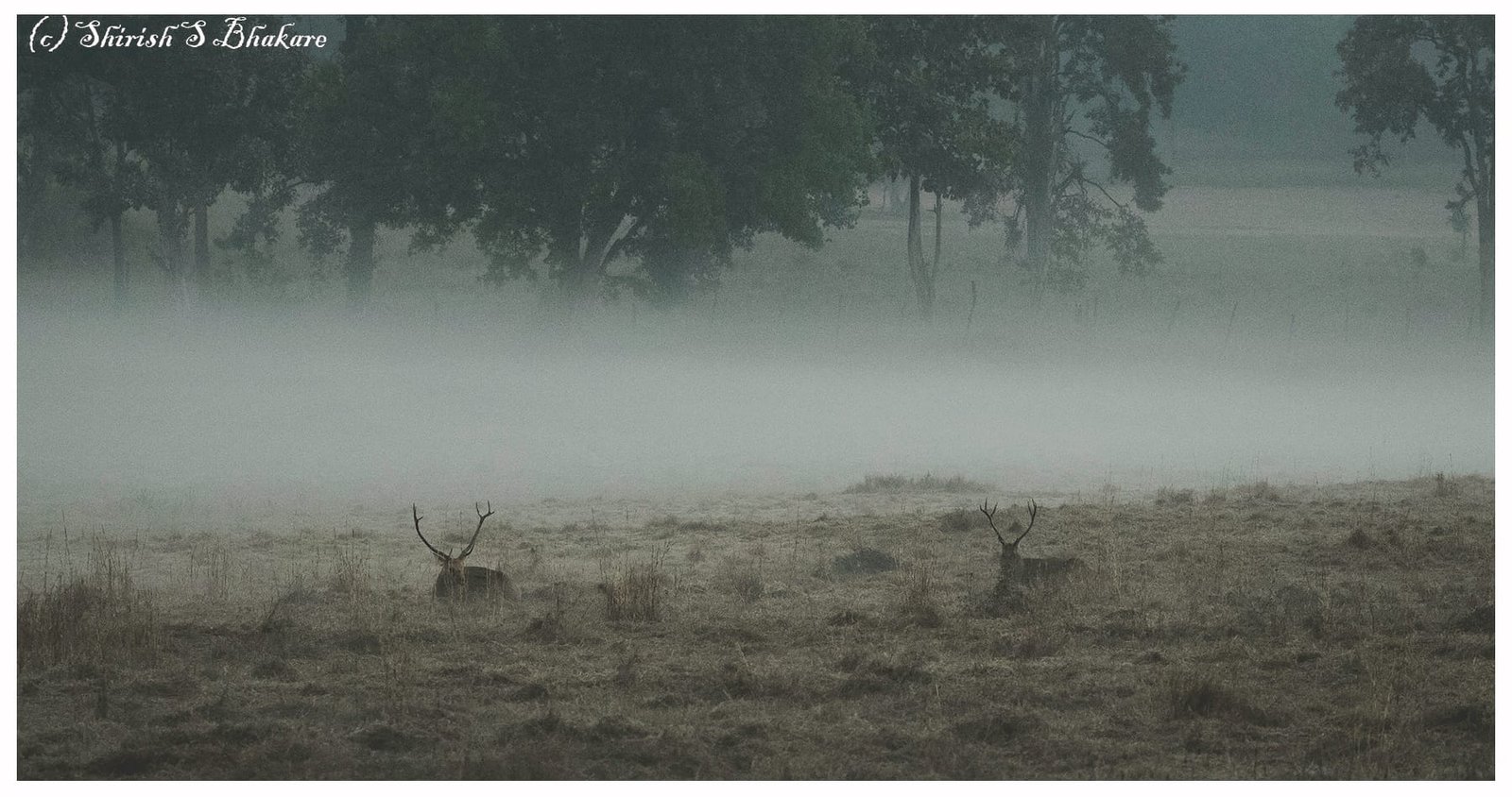 kanha morning bhoorsingh seating