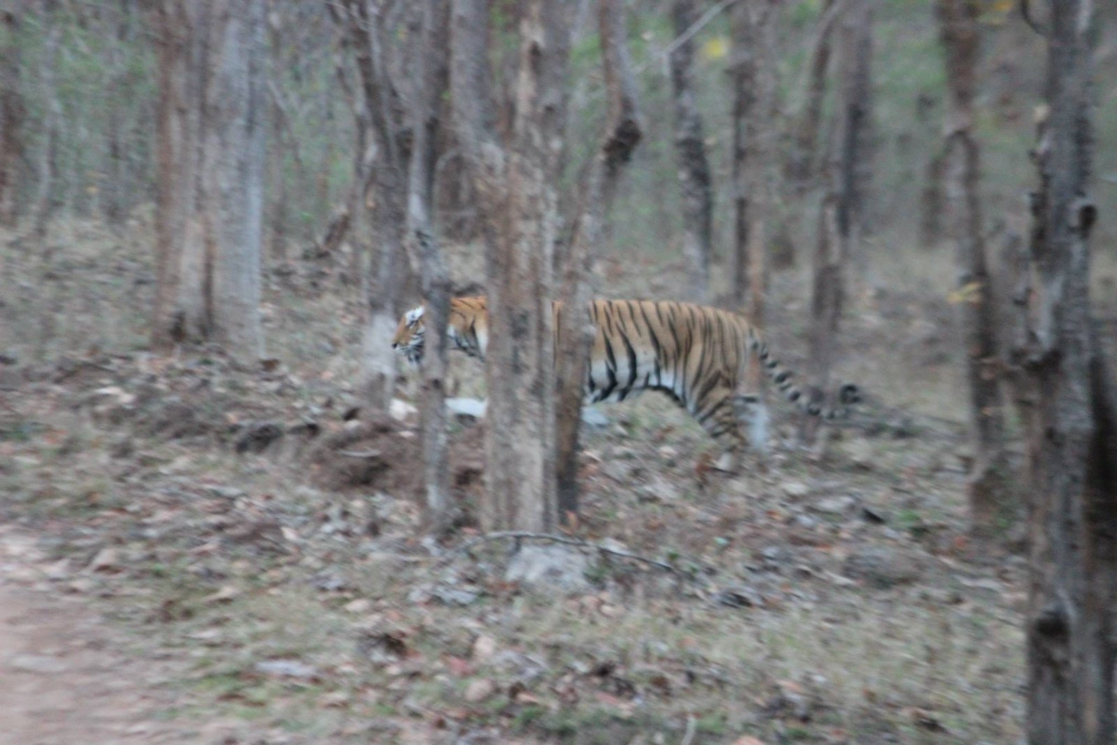 pench tiger