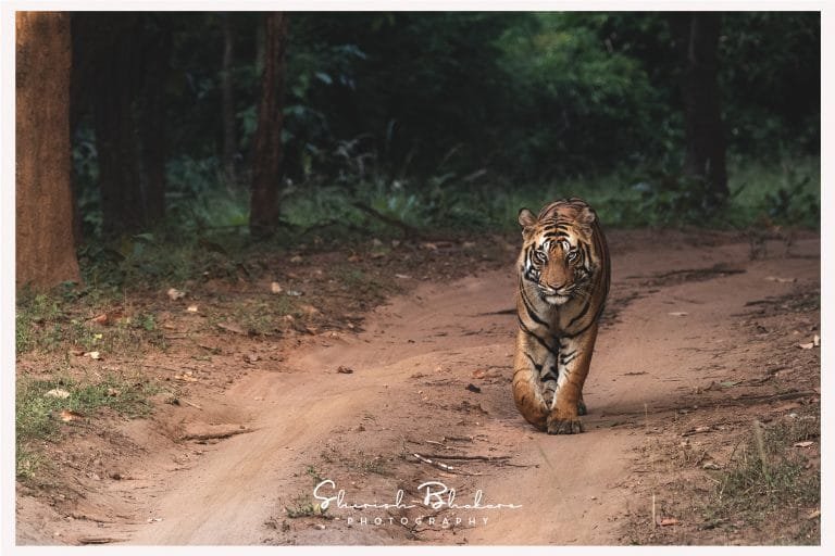 Male tiger walking on forest road during jungle safari
