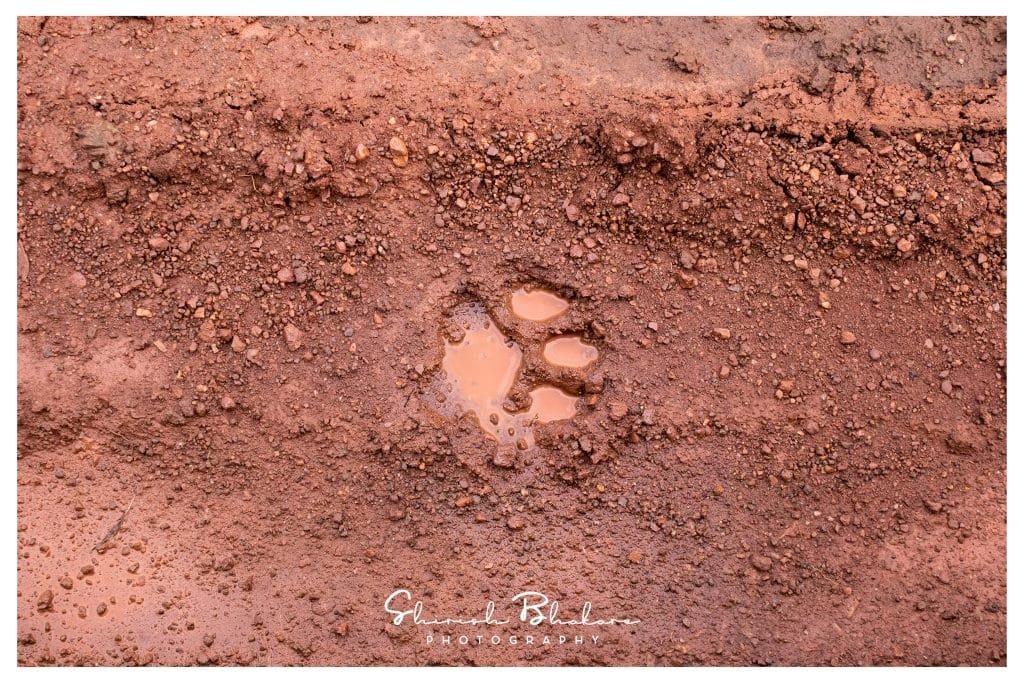 Tiger pug marks are common phenomenon