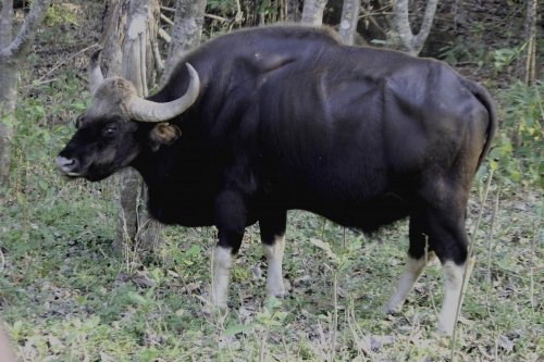 Gaur