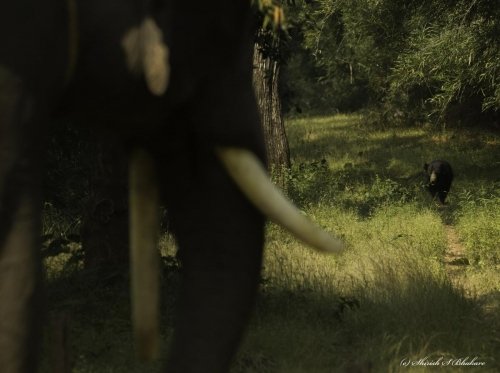 ele taking care of bear