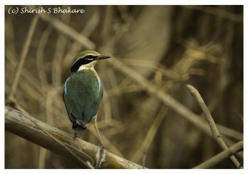 indian pitta