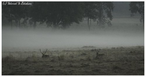 kanha morning bhoorsingh seating