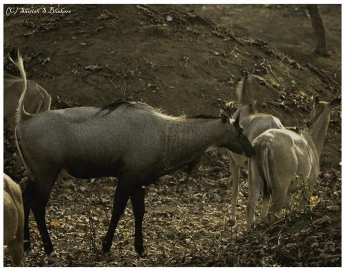 neelgai 1