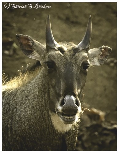 neelgai portrait