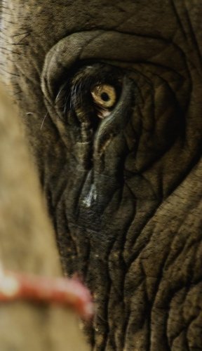 pain in chain elephant