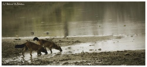 pair of dholes