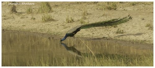 peacock drinking water
