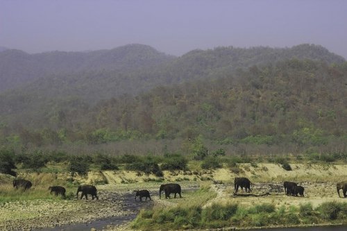 ramganga scene herd of elephants