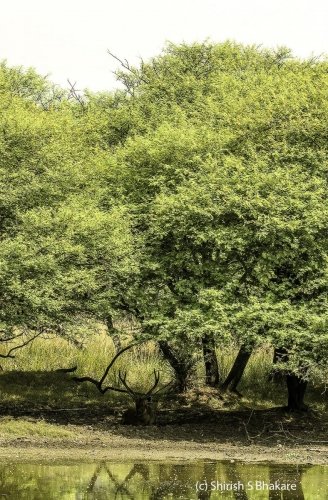 sambar below tree raw
