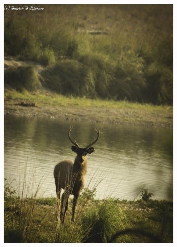 sambar deer portrait