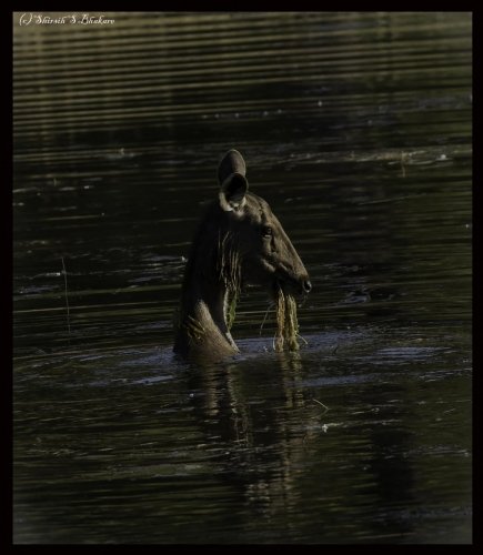 sambhar eating grass in water