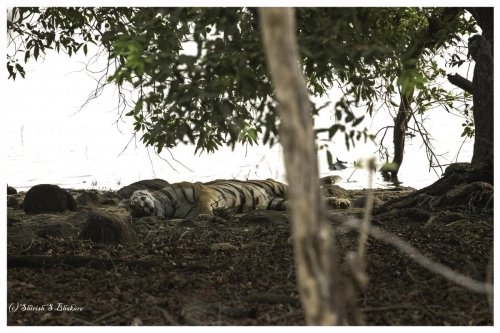 tadoba 1