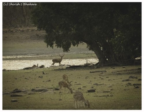 tadoba habitat 2 deer and tiger