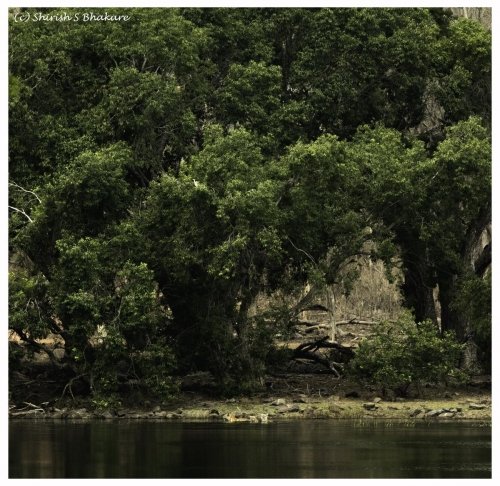 tadoba habitat swimming tigers