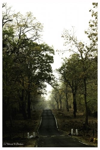 tadoba moharli rd