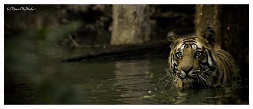 tiger loves water contrasts