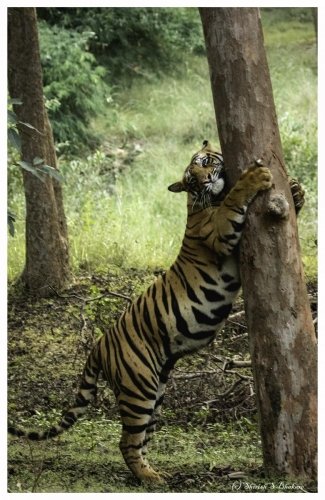 tree hug tiger