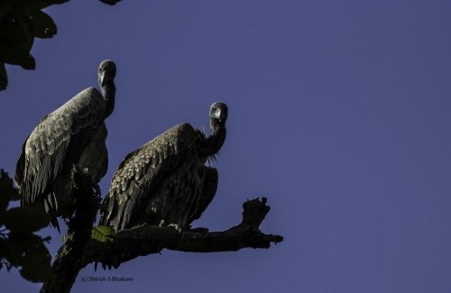 vulture as shot