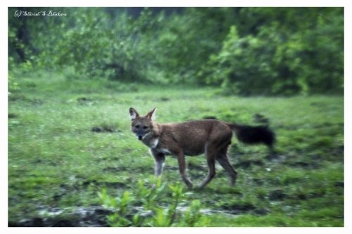 wild dog tadoba 2